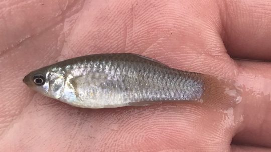 Poecilia formosa.