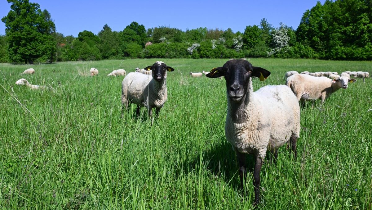Klie&scaron;ťov&aacute; encefalit&iacute;da na Slovensku: &Scaron;t&aacute;t nariadil n&uacute;dzov&eacute; opatrenia. Farm&aacute;ri ich vraj dodržiavaj&uacute; dlhodobo