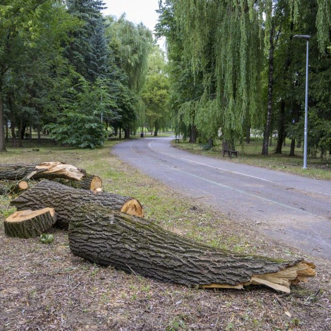 Pozostatky z poškodeného stromu v Prešove.