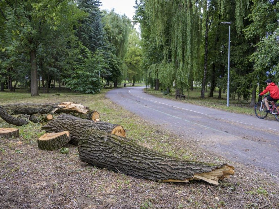 Pozostatky z poškodeného stromu v Prešove.