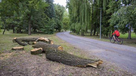 Pozostatky z poškodeného stromu v Prešove.