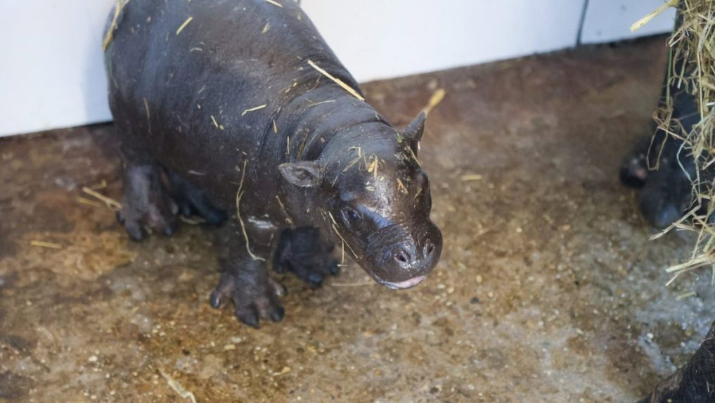 Počas posledného májového týždňa sa v ZOO Bratislava stal malý zázrak