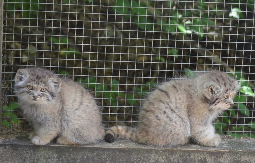 Zvierat&aacute; v Zoo Ko&scaron;ice