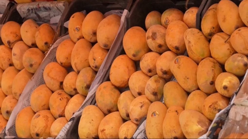 Na ilustračnej snímke mango.