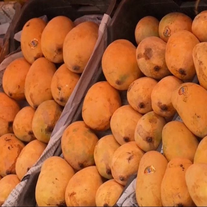 Na ilustračnej snímke mango.