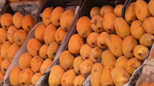 Na ilustračnej snímke mango.