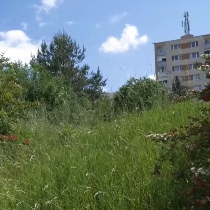 Ochranári upozorňujú, že pri oreze kríkov môže dôjsť k vyrušeniu vtáctva.