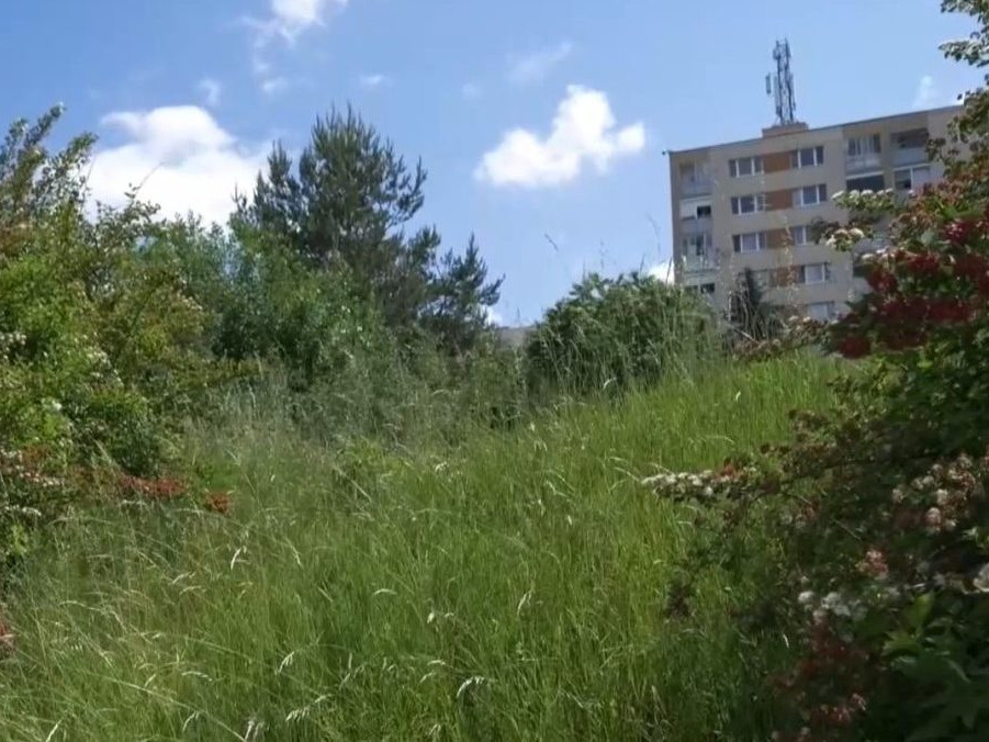 Ochranári upozorňujú, že pri oreze kríkov môže dôjsť k vyrušeniu vtáctva.