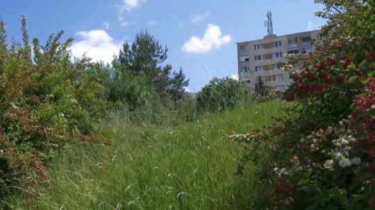 Ochranári upozorňujú, že pri oreze kríkov môže dôjsť k vyrušeniu vtáctva.