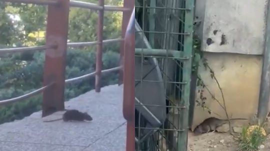 Potkany vyliezajú aj cez deň. Košické sídlisko bojuje s premnoženými hlodavcami aj betónom
