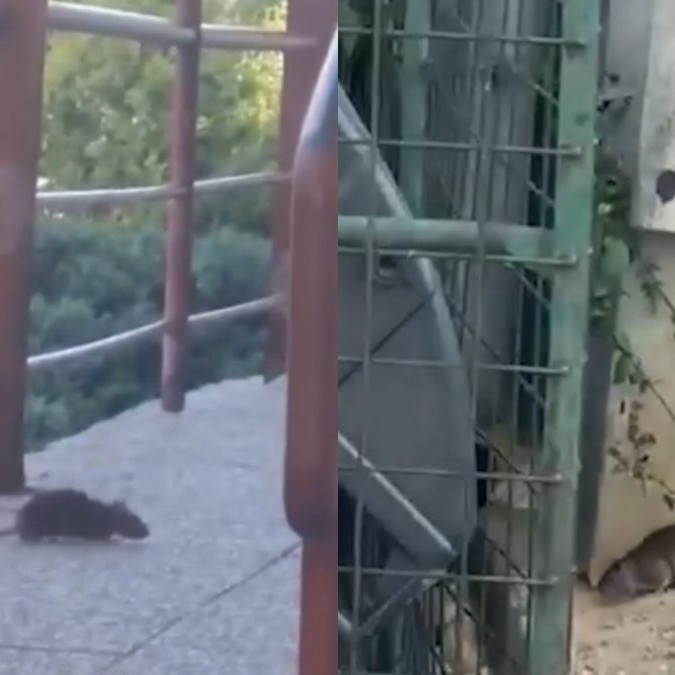 Potkany vyliezajú aj cez deň. Košické sídlisko bojuje s premnoženými hlodavcami aj betónom