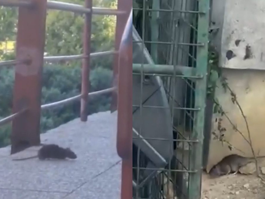 Potkany vyliezajú aj cez deň. Košické sídlisko bojuje s premnoženými hlodavcami aj betónom