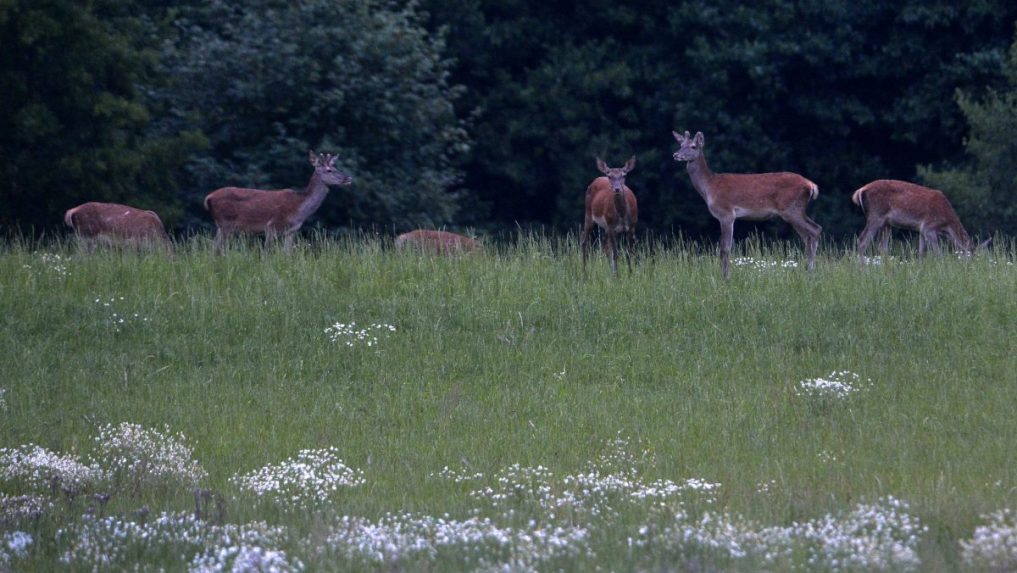Jelenia črieda sa pasie neďaleko Trenčína.