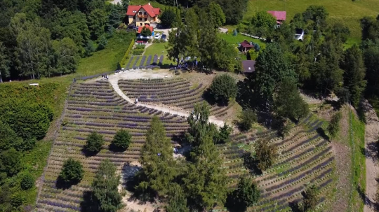 levanduľové polia