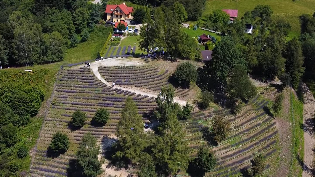 levanduľové polia