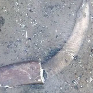 FOTO: Klesajúca hladina Dunaja v Bulharsku odkryla pozostatky mamuta. Experti určili čeľusť, kly aj rebro