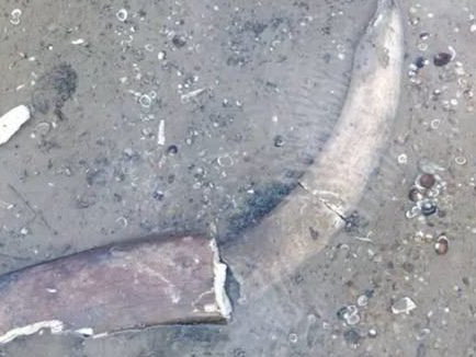 FOTO: Klesajúca hladina Dunaja v Bulharsku odkryla pozostatky mamuta. Experti určili čeľusť, kly aj rebro