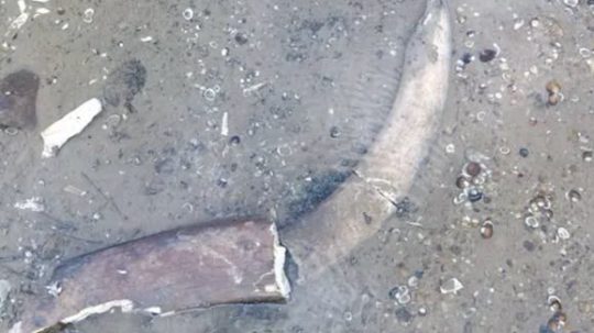 FOTO: Klesajúca hladina Dunaja v Bulharsku odkryla pozostatky mamuta. Experti určili čeľusť, kly aj rebro