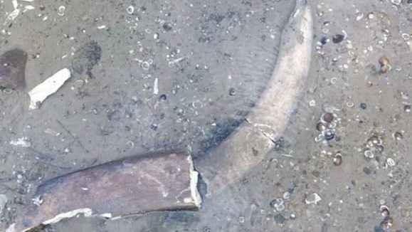 FOTO: Klesajúca hladina Dunaja v Bulharsku odkryla pozostatky mamuta. Experti určili čeľusť, kly aj rebro