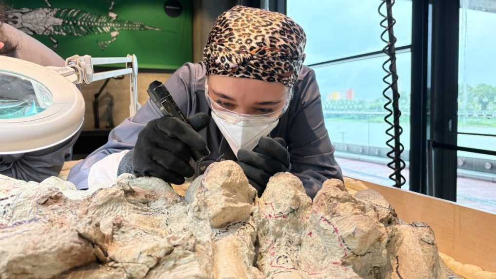 Koordinátorka dobrovoľníkov Tatyana Kozyková čistí kostru mastodonsaura.