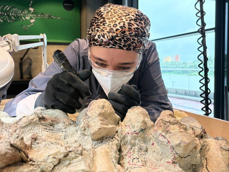 Koordinátorka dobrovoľníkov Tatyana Kozyková čistí kostru mastodonsaura.