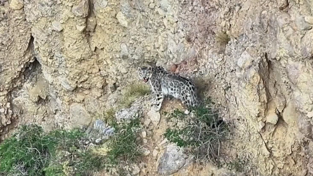 Snežný leopard vo voľnej prírode v Číne.