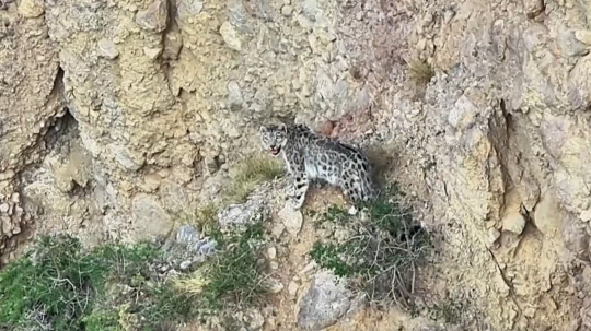Snežný leopard vo voľnej prírode v Číne.