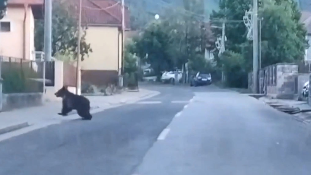 Medveď bol v obci Závažná Poruba tretíkrát za posledné týždne.