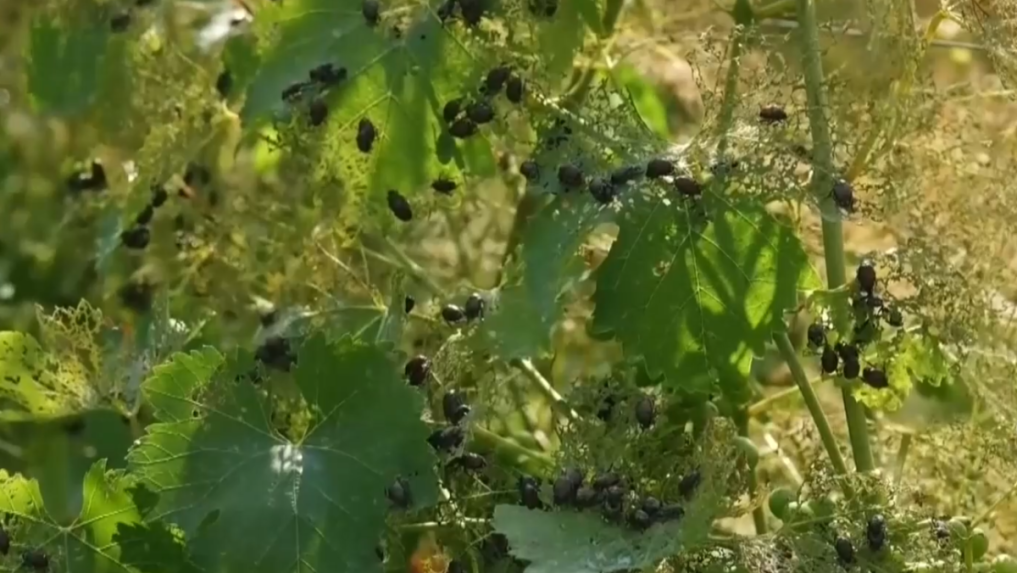 Najviac zasiahnuté sú historické terasovité vinice.