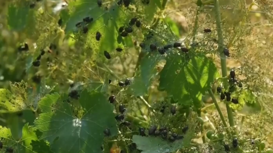 Najviac zasiahnuté sú historické terasovité vinice.