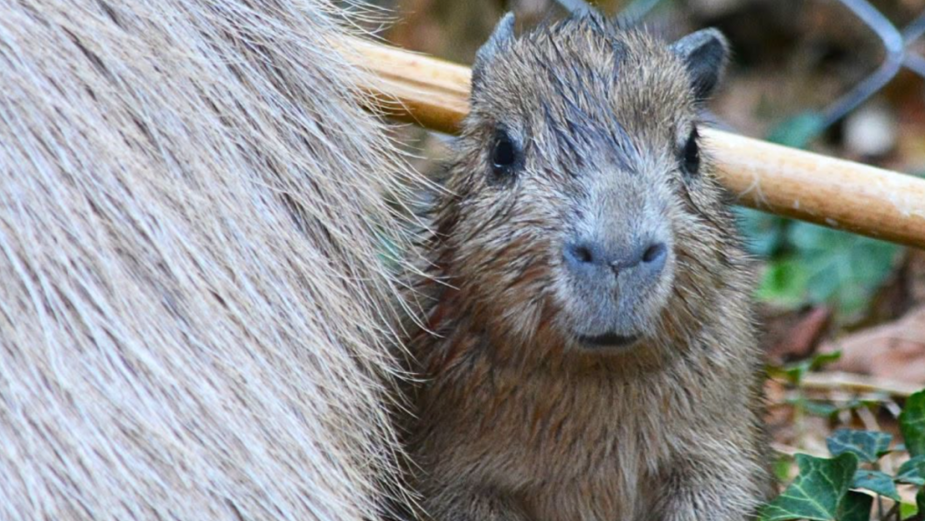 V bojnickej zoo sa narodilo ml&aacute;ďa kapybary.