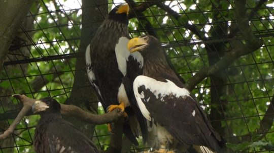 Vzácny úspech košickej zoo: Prvýkrát na Slovensku sa podarilo rozmnožiť jedného z najväčších orlov sveta