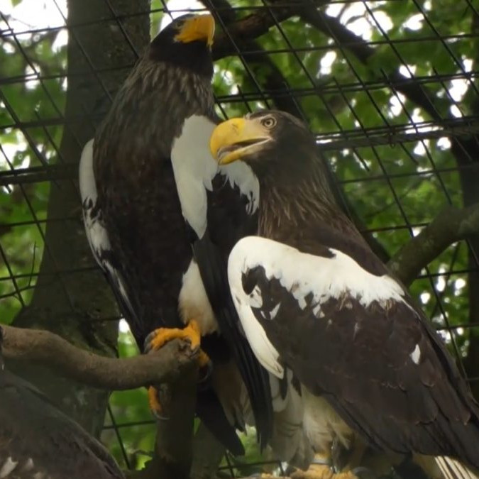 Vzácny úspech košickej zoo: Prvýkrát na Slovensku sa podarilo rozmnožiť jedného z najväčších orlov sveta