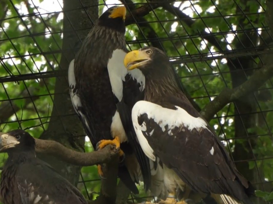Vzácny úspech košickej zoo: Prvýkrát na Slovensku sa podarilo rozmnožiť jedného z najväčších orlov sveta