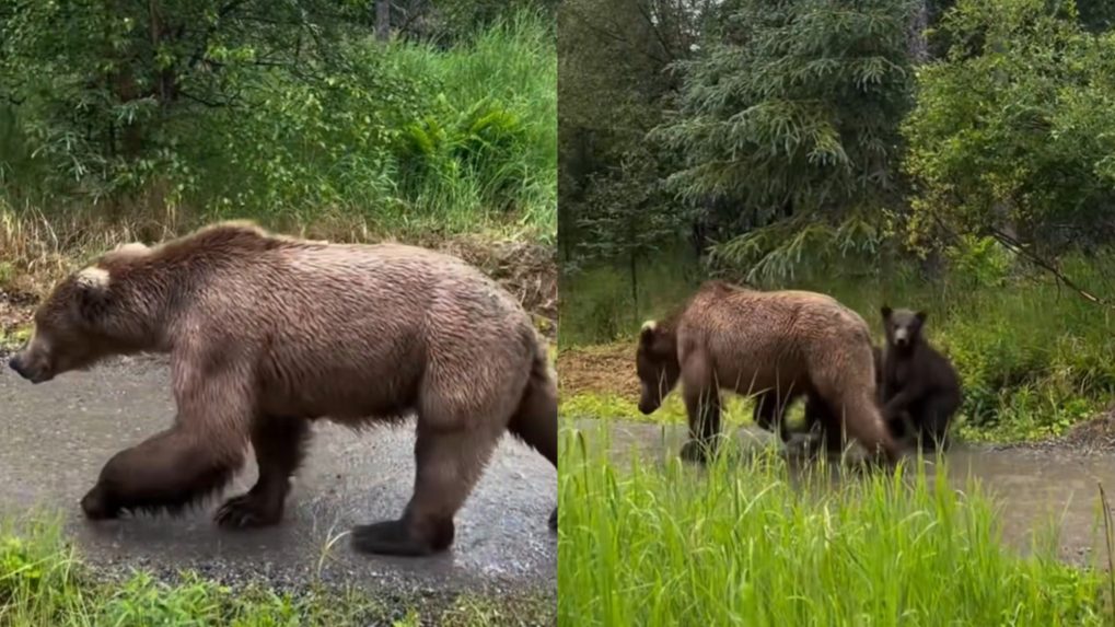 Na snímke medvedica a jej mláďatá.