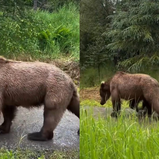 Na snímke medvedica a jej mláďatá.