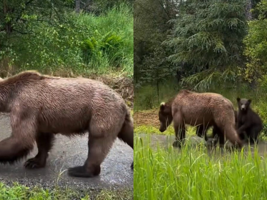 Na snímke medvedica a jej mláďatá.