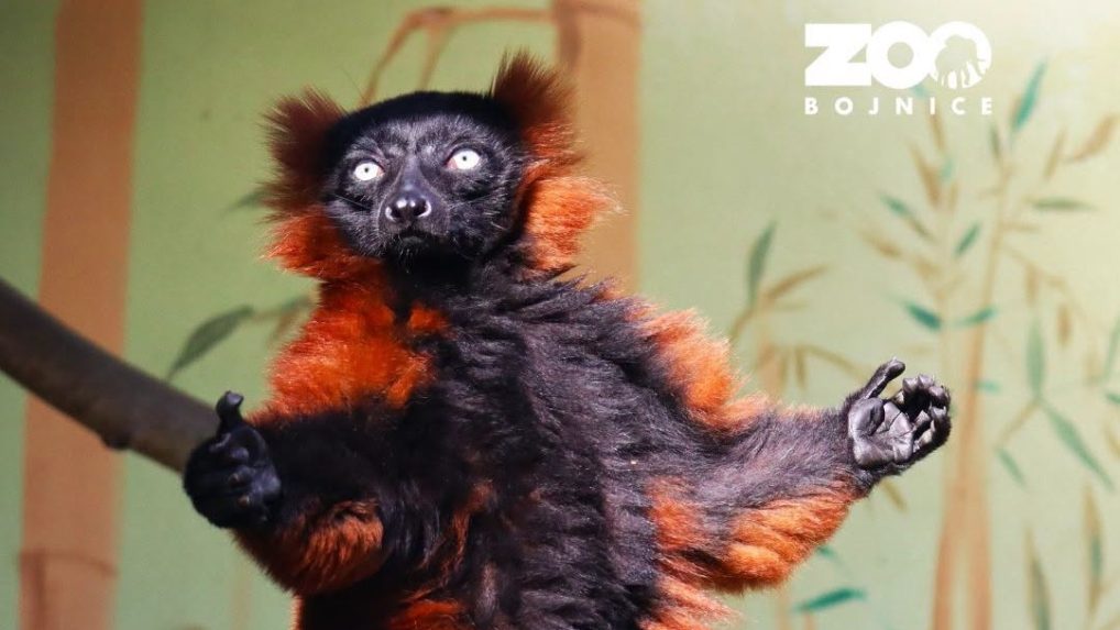 V zoo v Bojniciach u&scaron;iel z ubik&aacute;cie lemur