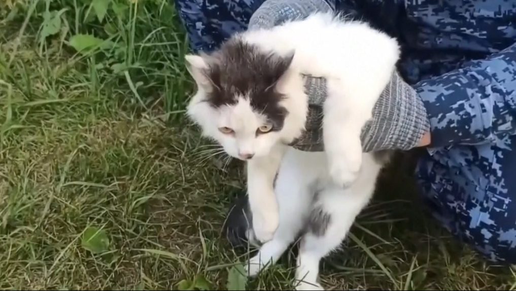 
 Na snímke mačka, ktorá pašovala zakázané látky.		
