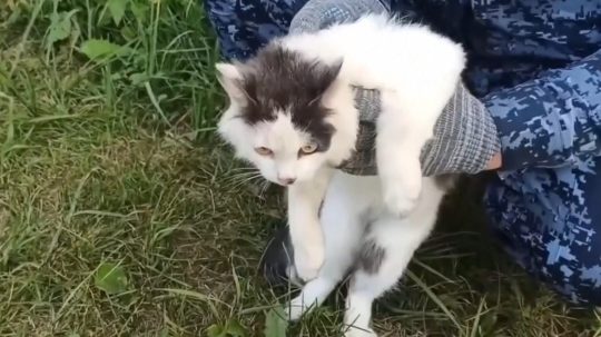 Na snímke mačka, ktorá pašovala zakázané látky.