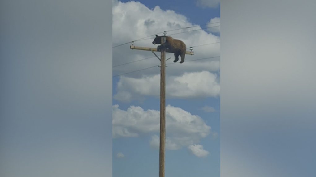 medveď