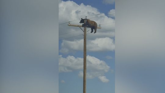 medveď
