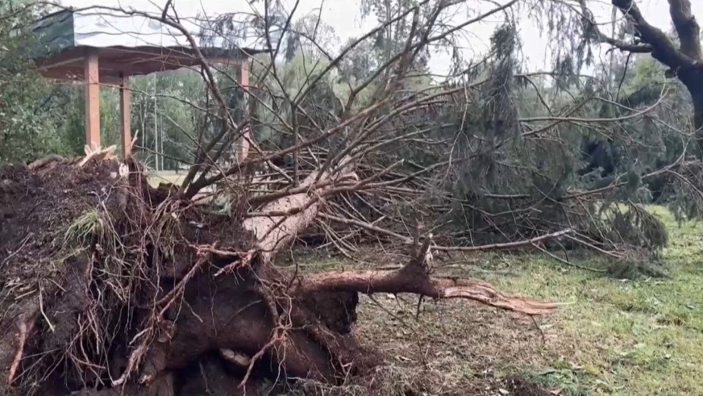 Na snímke vyvalený strom po búrke v Prešove.
