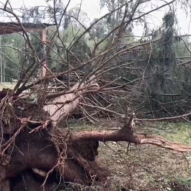 Na snímke vyvalený strom po búrke v Prešove.
