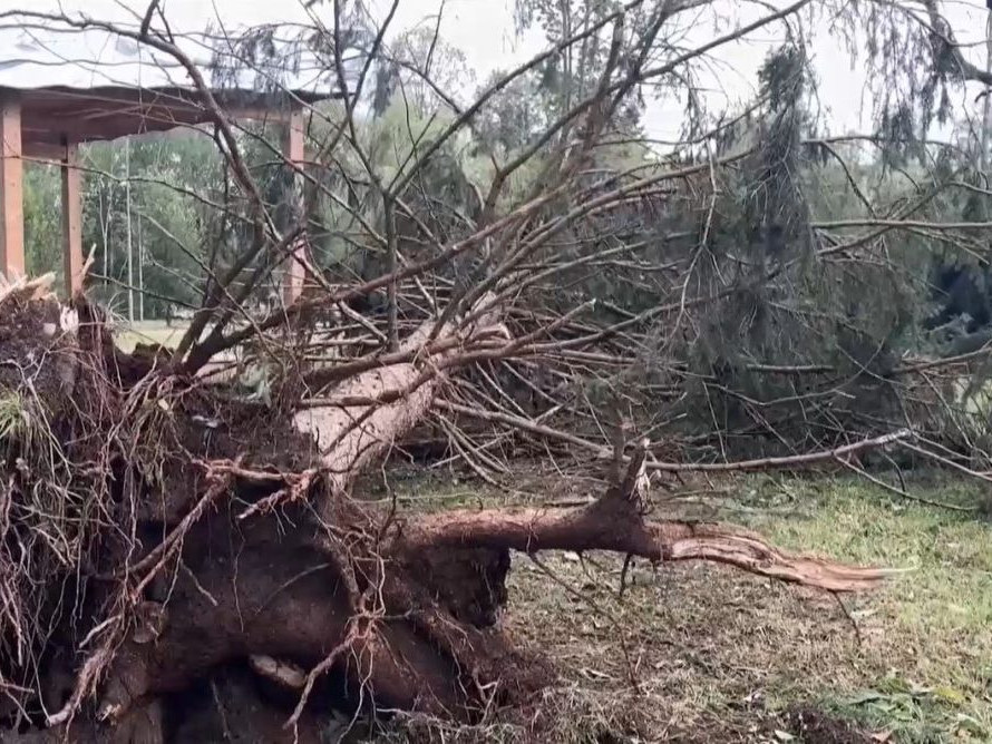 Na snímke vyvalený strom po búrke v Prešove.