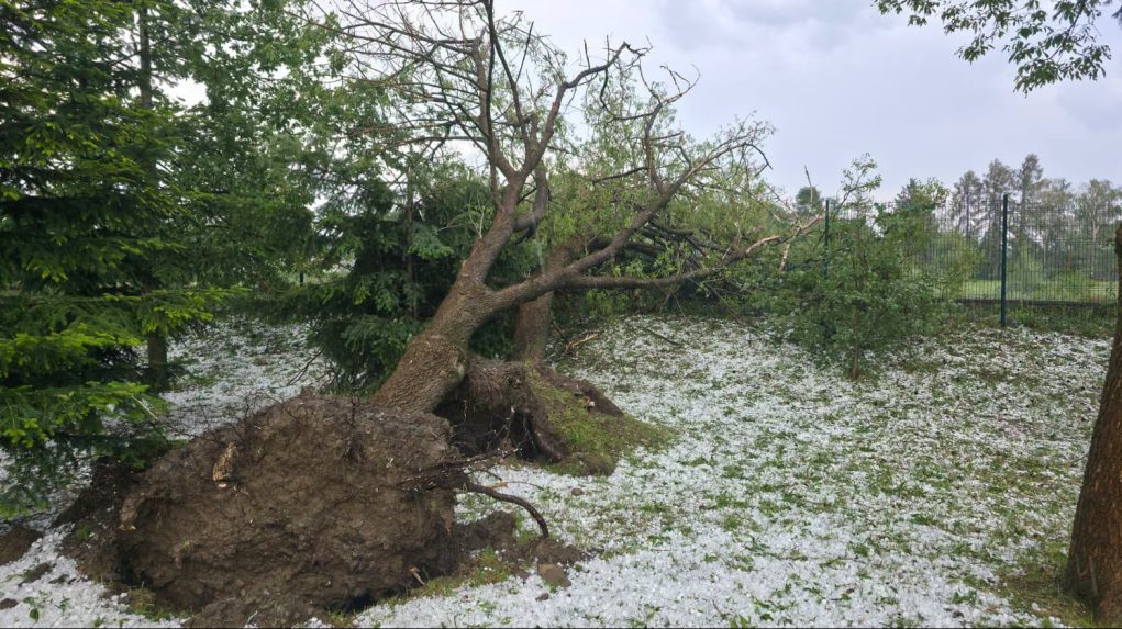 Vyvalený strom po búrke v Prešove.