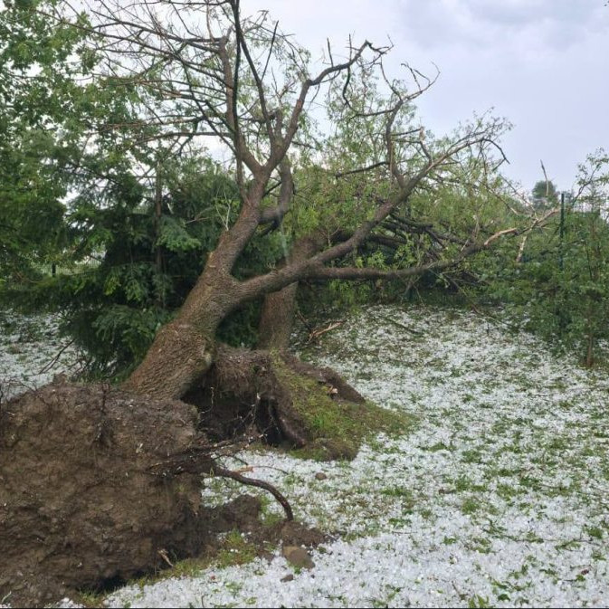 vyvalený strom - PO