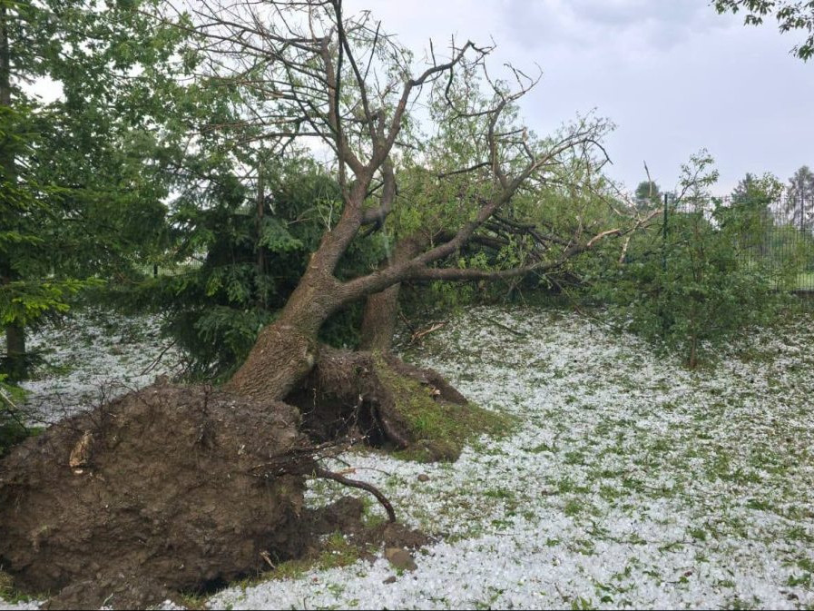 vyvalený strom - PO