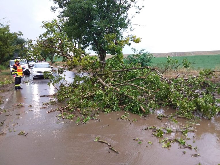 Spadnut&yacute; strom