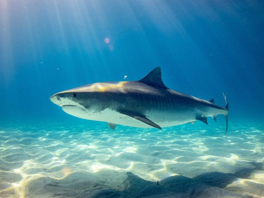 Žralok tigrí.